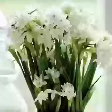 Paperwhite Grandiflora Ziva